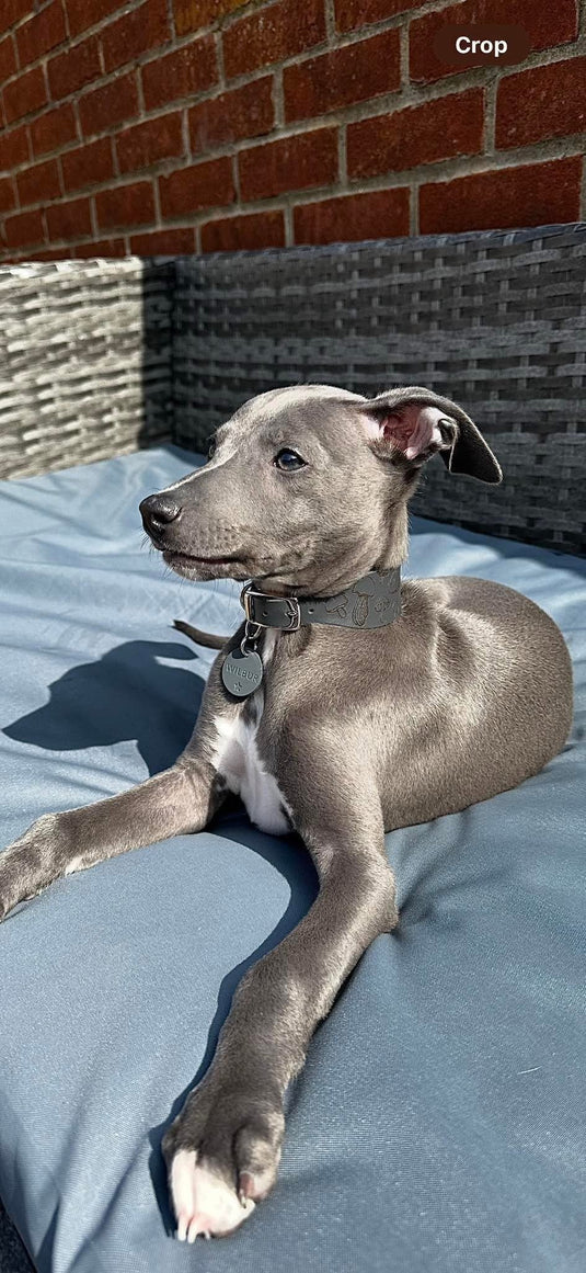 Leather Collar - Mushroom - Ashurst Equestrian & Country