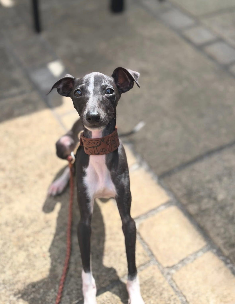 Load image into Gallery viewer, Leather Collar - Mushroom - Ashurst Equestrian &amp; Country
