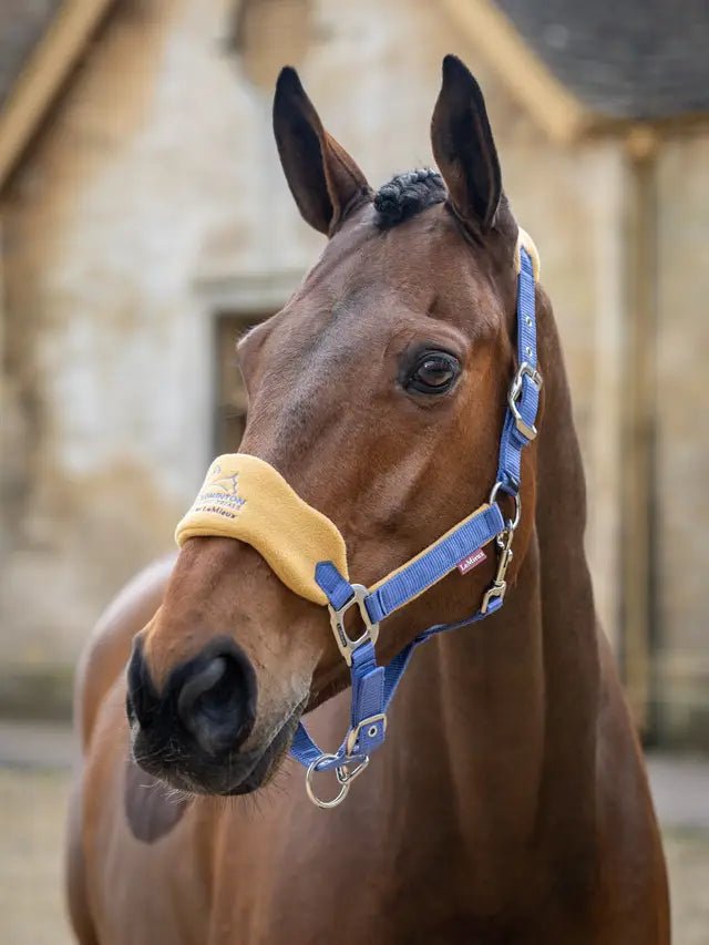 Load image into Gallery viewer, LeMieux Badminton Vogue Headcollar &amp; Leadrope - Blue - Ashurst Equestrian &amp; Country
