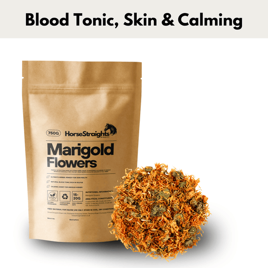 Marigold Flowers - Ashurst Equestrian & Country