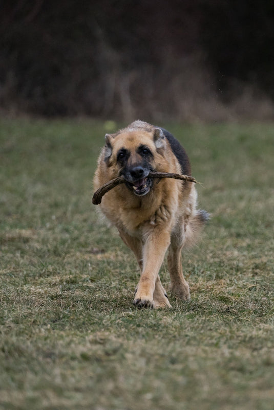 Max Strength Plus Premium Canine Joint Supplement From - Ashurst Equestrian & Country