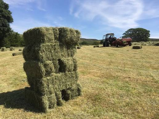 Meadow Hay - Large Traditional Bale - Ashurst Equestrian & Country