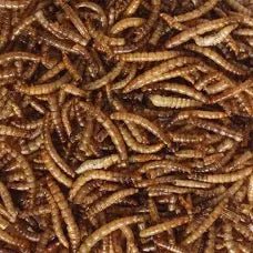 Mealworms (for Chickens or Wild Birds) - Ashurst Equestrian & Country
