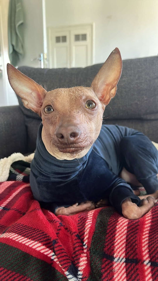 Mink Velour Jersey Suit - Navy Blue - Ashurst Equestrian & Country