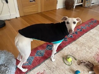 Load image into Gallery viewer, Open - Leg Fleece Vest - Black &amp; Aqua - Ashurst Equestrian &amp; Country
