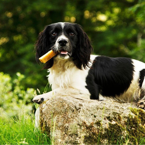 Load image into Gallery viewer, Petello Yak Cheese Dog Chew 115g - Ashurst Equestrian &amp; Country

