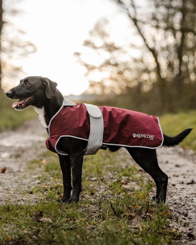 Load image into Gallery viewer, Reincoat Dog Coat - Ashurst Equestrian &amp; Country
