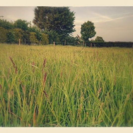 Simple System Grazing Mix 13kg - Ashurst Equestrian & Country