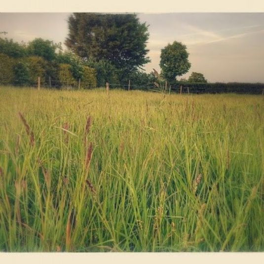 Simple System Grazing Mix 13kg - Ashurst Equestrian & Country