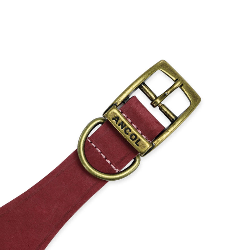 Load image into Gallery viewer, Timberwolf Leather Hound Collar ( Size 30-34cm) - Ashurst Equestrian &amp; Country
