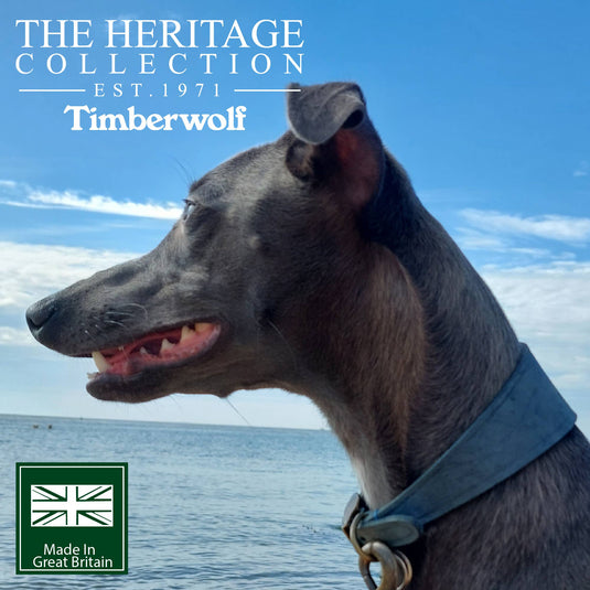 Timberwolf Leather Hound Collar ( Size 30-34cm) - Ashurst Equestrian & Country