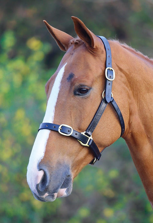 Velociti GARA Fully Adjustable Leather Headcollar - Ashurst Equestrian & Country