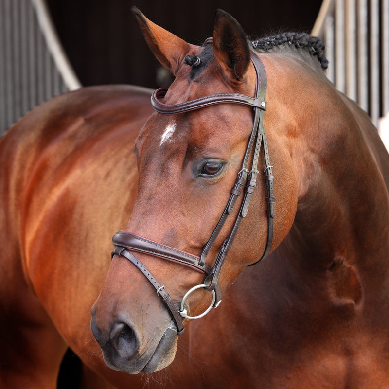 Load image into Gallery viewer, Velociti LUSSO Elite Padded Raised Flash Bridle - Ashurst Equestrian &amp; Country
