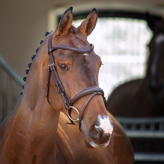 Velociti Lusso Padded Raised Flash Bridle - Ashurst Equestrian & Country