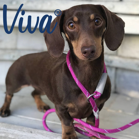 Viva Rope Slip Lead 120cm x 1cm - various colours - Ashurst Equestrian & Country