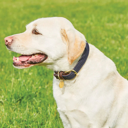 Weatherbeeta Leather Plaited Dog Collar - Ashurst Equestrian & Country