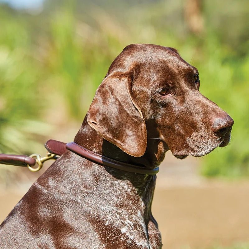 Load image into Gallery viewer, Weatherbeeta Rolled Leather Dog Collar - Ashurst Equestrian &amp; Country
