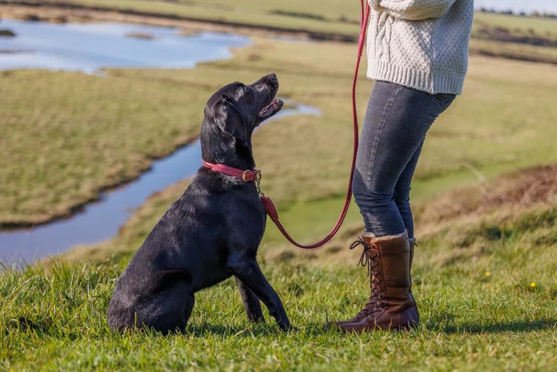 Load image into Gallery viewer, Weatherbeeta Rolled Leather Dog Collar - Ashurst Equestrian &amp; Country
