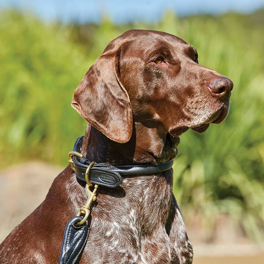 Weatherbeeta Rolled Leather Dog Collar - Ashurst Equestrian & Country
