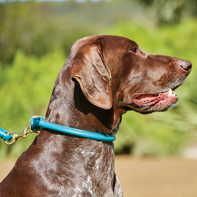 Load image into Gallery viewer, Weatherbeeta Rolled Leather Dog Collar - Ashurst Equestrian &amp; Country
