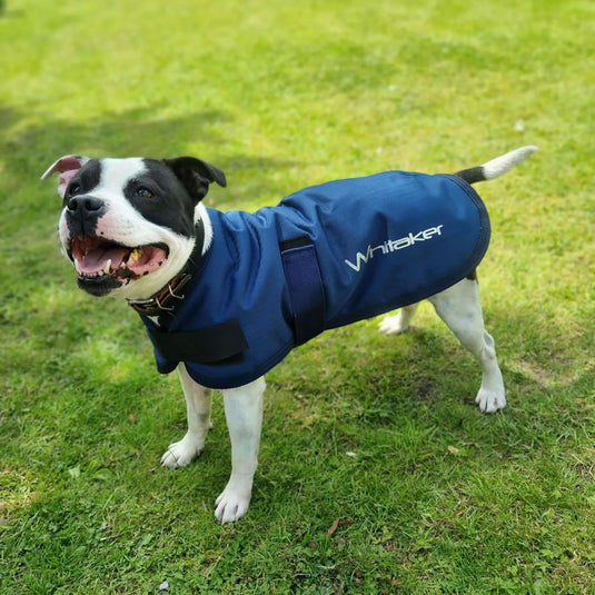 Whitaker D043 Weir Dog Coat Navy - Ashurst Equestrian & Country