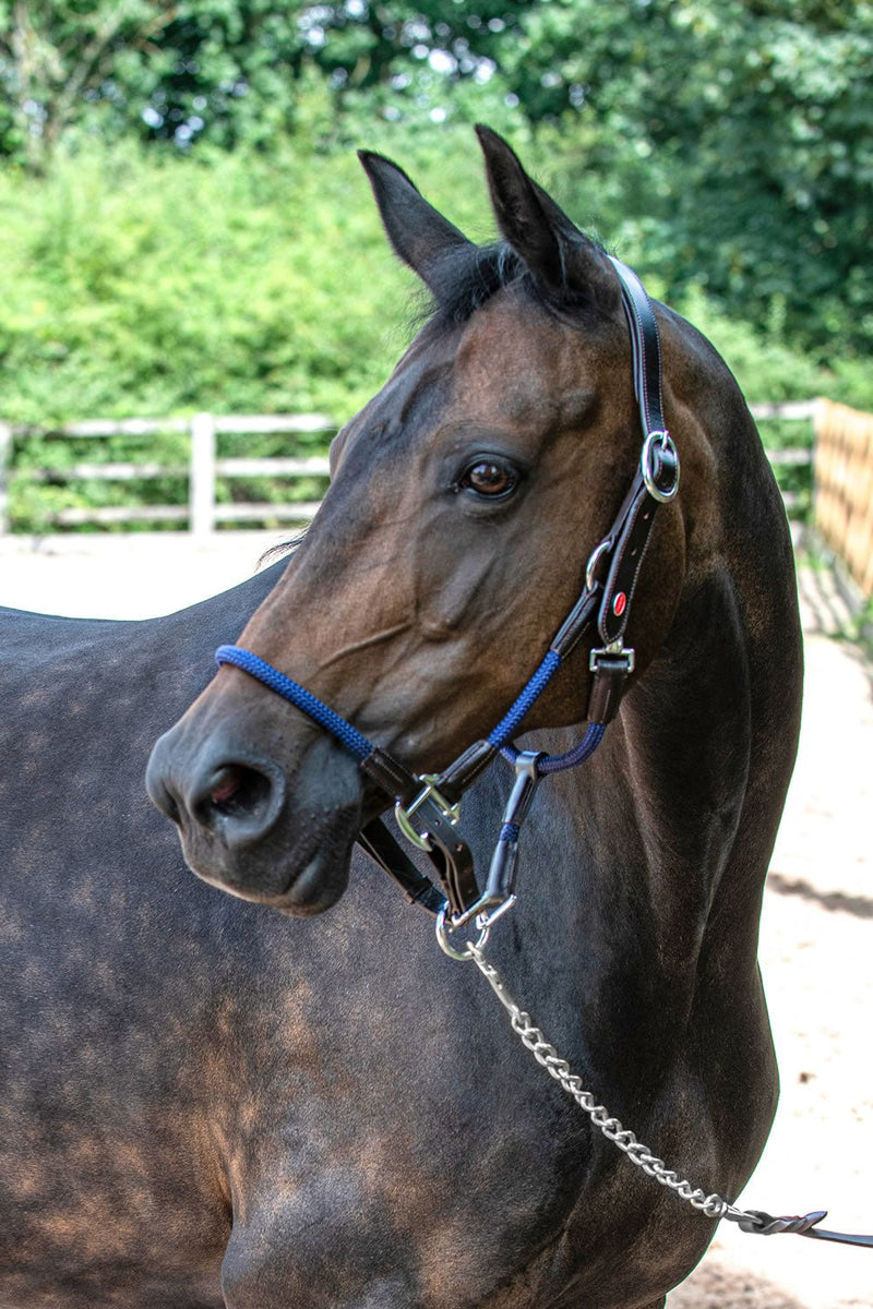 Load image into Gallery viewer, Whitaker Hc065 Raywell Soft Rope Headcollar Brown/Navy - Ashurst Equestrian &amp; Country
