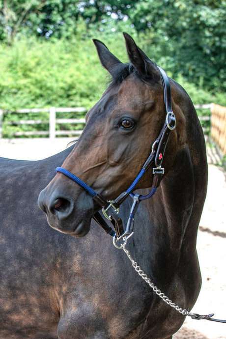 Whitaker Hc065 Raywell Soft Rope Headcollar Brown/Navy - Ashurst Equestrian & Country