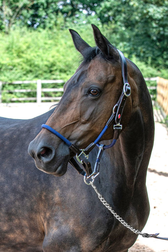 Whitaker Hc065 Raywell Soft Rope Headcollar Brown/Navy - Ashurst Equestrian & Country