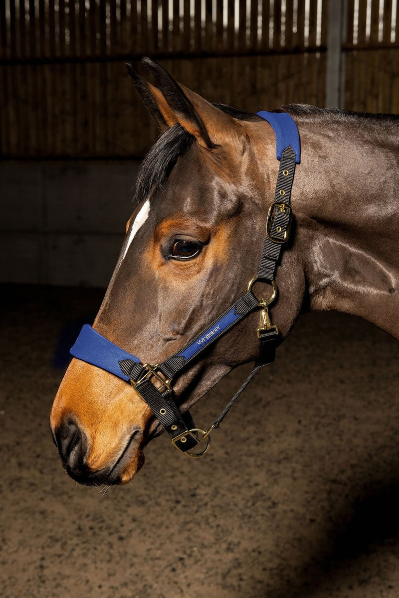 Load image into Gallery viewer, Whitaker Hc096 Harewood Headcollar Navy - Ashurst Equestrian &amp; Country
