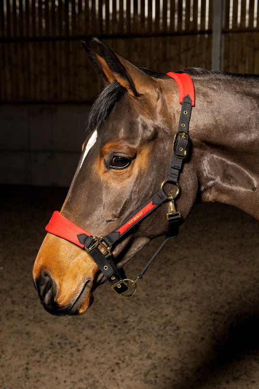 Whitaker Hc096 Harewood Headcollar Red - Ashurst Equestrian & Country