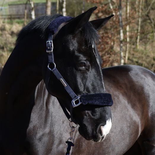 Whitaker Hc170 Leyburn Headcollar & Lead Rope Navy - Ashurst Equestrian & Country