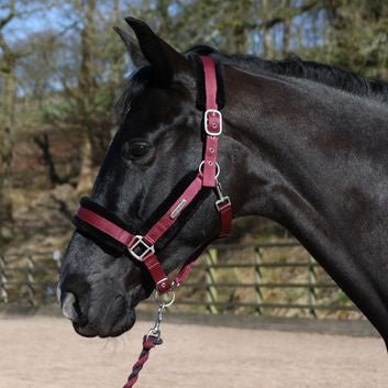 Whitaker Hc171 Holmfirth Furry Headcollar & Lead Rope Burg - Ashurst Equestrian & Country