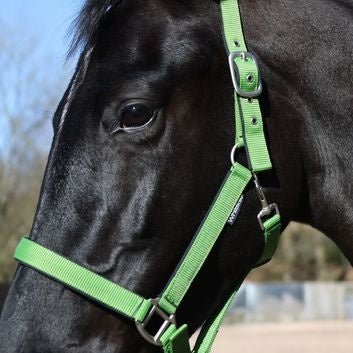 Whitaker Hc172 Pockley Padded Headcollar Green - Ashurst Equestrian & Country