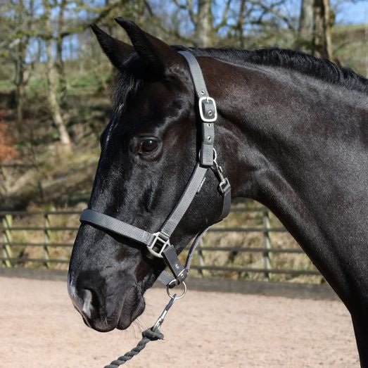 Whitaker Hc172 Pockley Padded Headcollar Grey - Ashurst Equestrian & Country