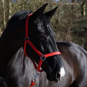 Whitaker Hc172 Pockley Padded Headcollar Red - Ashurst Equestrian & Country