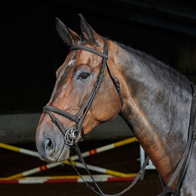 Whitaker Ready To Ride Flash Bridle - Ashurst Equestrian & Country
