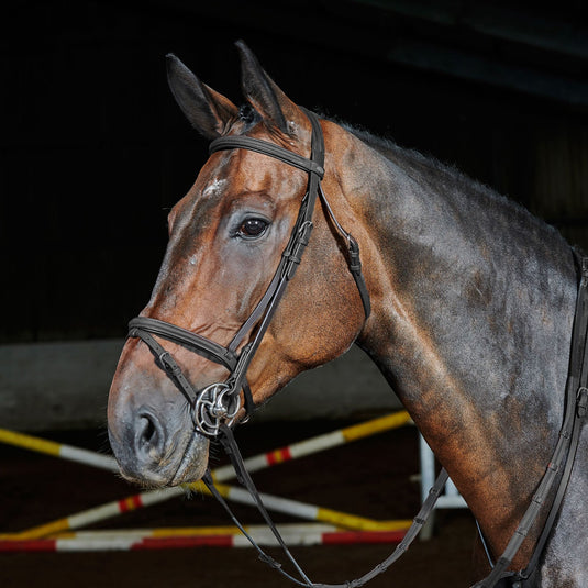 Whitaker Ready To Ride Flash Bridle - Ashurst Equestrian & Country