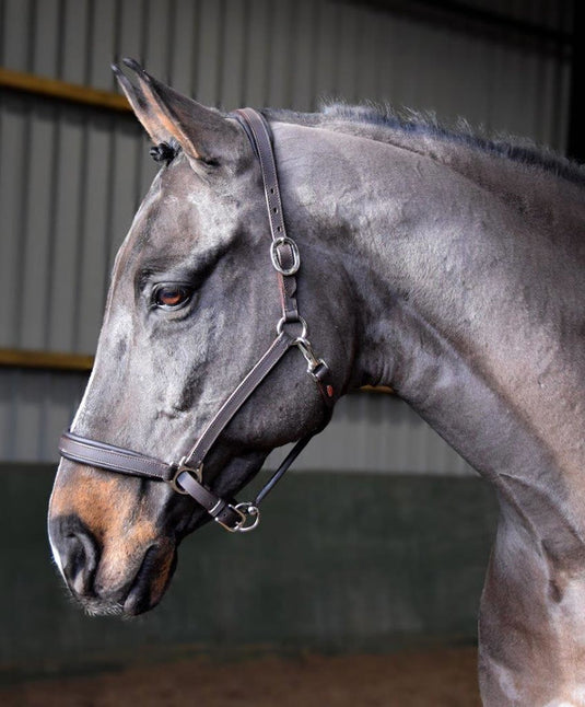 Whitaker Ready To Ride Leather Headcollar Black - Ashurst Equestrian & Country