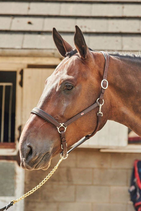 Whitaker Ready To Ride Leather Headcollar Havana - Ashurst Equestrian & Country