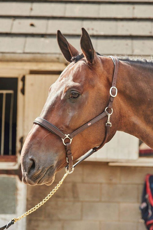 Whitaker Ready To Ride Leather Headcollar Havana - Ashurst Equestrian & Country