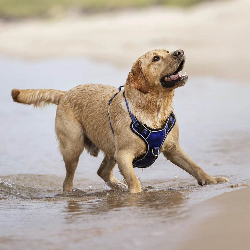 Load image into Gallery viewer, Le Mieux Winchester Mesh Dog Harness
